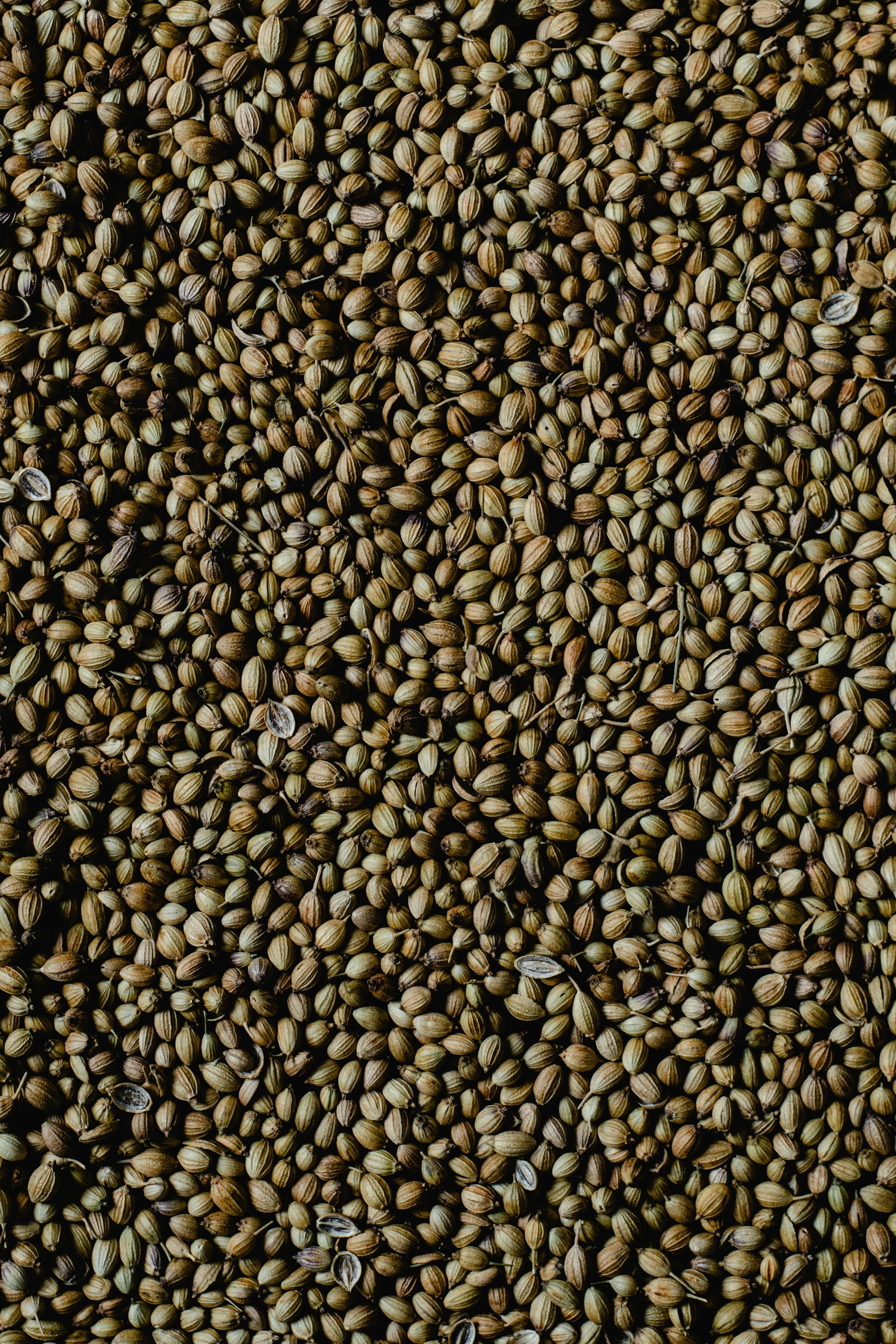 Cumin Coriander